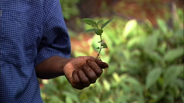 Taking Root: the Vision of Wangari Maathai