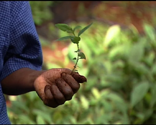Taking Root: the Vision of Wangari Maathai
