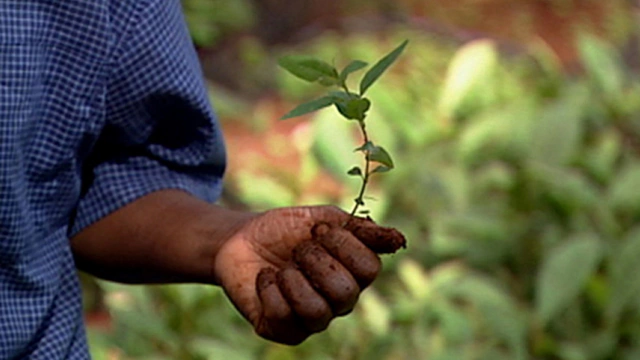 Taking Root: the Vision of Wangari Maathai